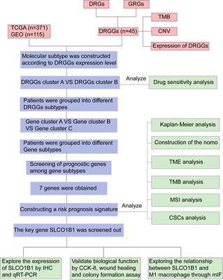 Based on disulfidptosis-related glycolytic genes to construct a signature for predicting prognosis and immune infiltration analysis of hepatocellular carcinoma